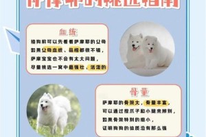 以萨摩耶犬洗澡的频率和注意事项（保持以萨摩耶犬健康的关键一步）