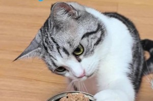 用什么食物给狗美毛？（探索狗狗健康毛发的美食秘籍）