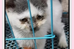 猫咪疱疹病毒的存活期限（探索猫咪疱疹病毒在不同环境中的存活能力）
