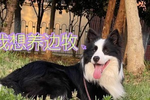 边境牧羊犬（了解边牧犬的价格和如何正确饲养，让你成为贴心的主人）