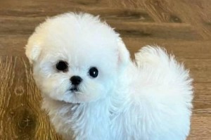 比熊犬价格的差异及影响因素（不同品质和地区的比熊犬价格差异大、购买前应充分了解市场行情）