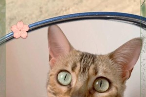 孟加拉豹猫的养护与注意事项（保证孟加拉豹猫的健康与幸福）