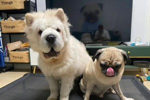 松狮的寿命及影响因素（揭秘松狮的长寿秘诀和如何延长其寿命）