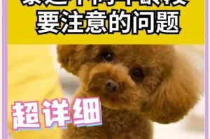 泰迪狗狗的日常喂养和注意事项（合理掌握泰迪狗狗的饮食量，关注食物选择和喂养方式）