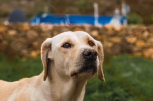 探索不掉毛的短毛犬品种（无忧无虑的宠物选择——不掉毛短毛犬品种）