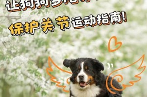 中小型犬的日常运动需求与建议（了解适合中小型犬的运动时长和方式，让宠物健康快乐）