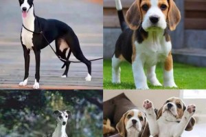 如何正确喂养比特幼犬（关键营养素的重要性及喂养建议）