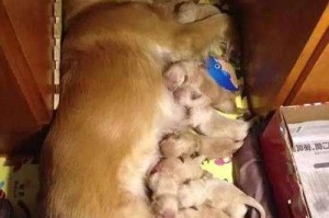 金毛犬怀孕期间应该注意的药物（保护金毛犬胎儿健康，避免不良反应）