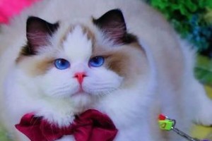 纯种布偶猫的魅力（探索纯种布偶猫的特点、品质与饲养之道）