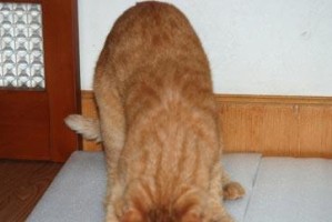 猫咪舔生殖器的原因与行为分析（揭秘猫咪生殖器舔舐行为的奥秘）