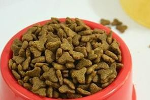 为十个月金毛选择合适的狗粮（了解金毛的饮食需求和推荐的狗粮品牌）
