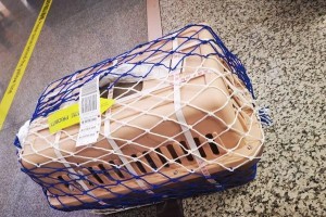 狗狗空运费用解析（了解狗狗空运费用及相关因素）