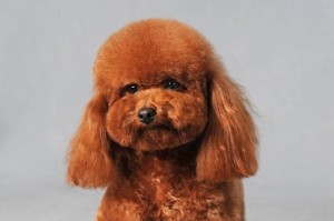 贵宾犬和泰迪的日常饲养与外形比较（揭秘贵宾犬和泰迪的差异与共通之处）