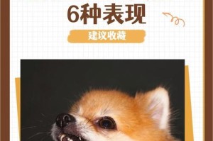 狂犬病毒在狗盆上的存活时间有多久？（探究狂犬病毒在狗盆上的传播风险）
