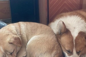 小狗被烫伤后恢复需要多久？（烫伤治愈的关键是什么？）