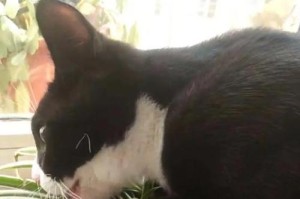 养猫的不利之处（养猫需要慎重考虑的事项）