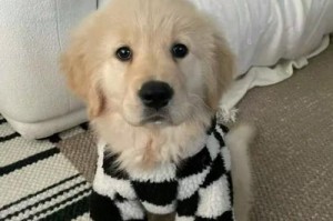 延长金毛犬寿命的有效方法（通过健康饮食和适量运动提高金毛犬寿命）