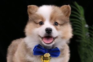 柯基犬价格及其品相关系解析（了解柯基犬的价格和品相之间的关联，为您选购提供参考）