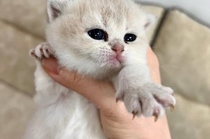 如何照顾一只怀孕的母猫（细致关怀，确保母猫健康宝宝顺利出生）