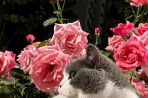 小猫什么时候可以带出门（探讨小猫成长过程中适宜外出的时间点）