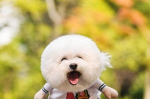 比熊犬的牙齿生长周期及护理（从出生到长大，了解比熊犬牙齿发育的重要性和注意事项）
