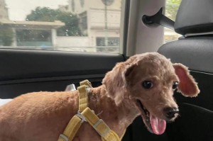 泰迪犬生产前的主要表现（辨别泰迪犬即将分娩的关键标志）