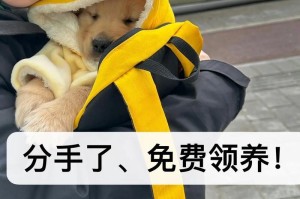 小狗领养指南（为您的家庭添加一位忠实伙伴——小狗领养全攻略）