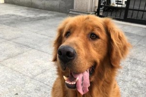 养宠物对孩子的好处，教你3招科学搞定（孩子想养狗，婆婆总担心，如何解决？）