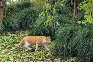 猫咪成长中的第一步（探究猫咪从出生到能够自行走动所需的时间）