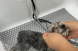 小狗出生后多久能洗澡？（洗澡时间和注意事项）