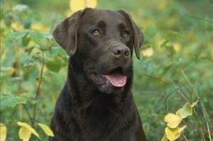 东阳的警犬拉布拉多——可爱又勇敢的战士（揭秘东阳警犬拉布拉多的特点和训练成果）
