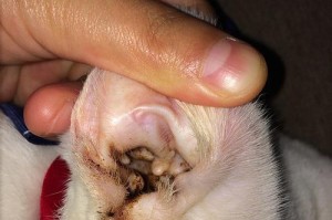10块钱治好你家猫耳螨的奇招（告别耳螨，宠物健康有妙招）