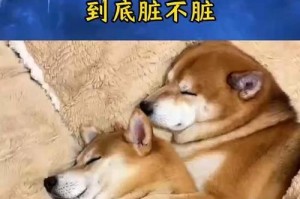 家中狗狗让上床睡觉的经历分享（亲身经历告诉你，狗狗上床的利与弊）