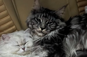 黑色猫品种的区别与特点（探索不同黑色猫品种的独特之处）