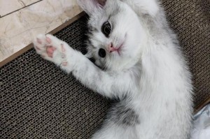 猫的奥秘（探索与猫共生的起源与演变）
