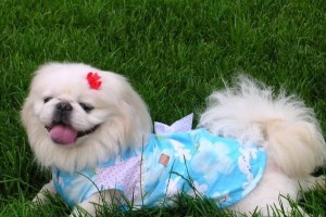 选择小型狗犬，便捷又适宜生活（探讨小型狗犬的养育优势和适应能力）