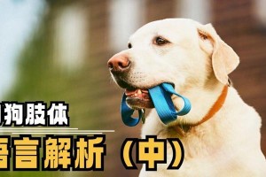 宠物狗不能洗澡，如何保持干净？（用这些方法来清理你的宠物狗，让它保持清洁）
