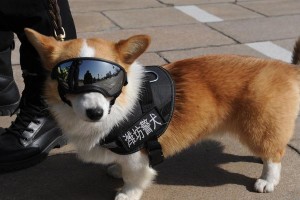 警犬（揭秘警犬的多重职责与训练技巧）