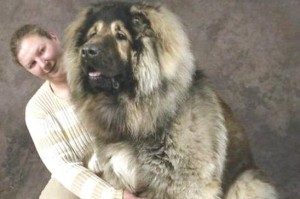 揭秘世界上最大的狗狗（探寻十大超大型猛犬中最巨大的存在）