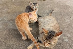 猫咪的饮食喜好解析（探索猫咪喜欢吃的原因及关键因素）