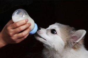 小泰迪喝奶时间的疑问（探寻小泰迪喝奶的最佳时机）
