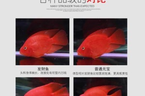 探究鹦鹉鱼生长速度（鹦鹉鱼的生长特点及影响因素）