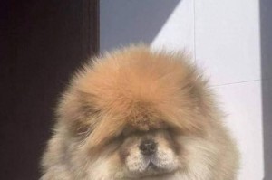 五个月的松狮是怎样的宠物犬？（探索五个月大松狮的外貌、性格和训练特点）