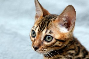 探寻豹猫的品种之谜（豹猫的多样性与特征解析）