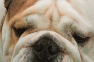 探索狗类中的沙皮族群（了解沙皮犬的特点及与其他犬种的相似之处）