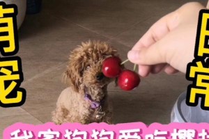 泰迪骨折后适宜食用的水果有哪些？（为泰迪骨折提供营养与康复的水果推荐）