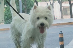 狗狗得犬瘟的症状及预防方法（了解犬瘟，保护我们的毛茸伙伴）
