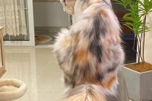 猫的尾巴（探寻猫尾巴丰富的表达方式和情感沟通工具）
