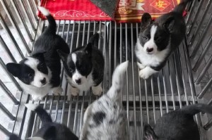 柯基需要打哪些针？（柯基犬的疫苗接种指南）