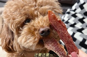 狗狗夏天吃什么不上火（为宠物狗狗提供清凉的夏日饮食）